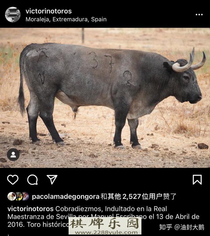 西班牙斗牛的牛如何活下来